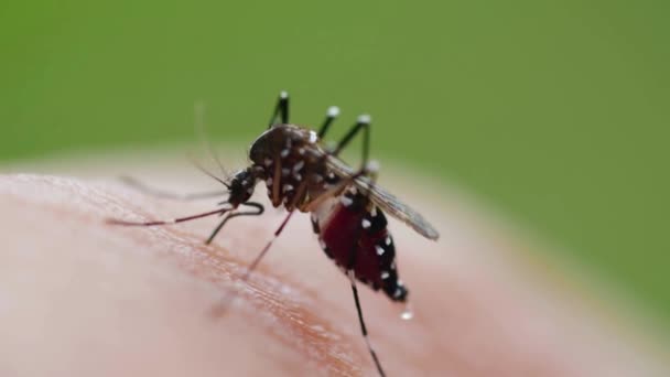 Sivrisinek Parazit Böcek Sıtma Hastalığı Taşıyan Birinin Kanını Emiyor — Stok video