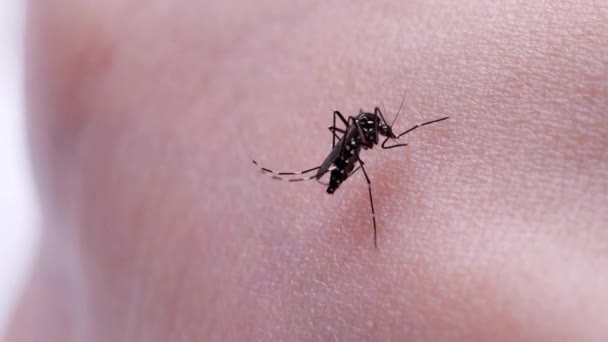 在蚊子吸血的近距离疟疾登革热 Aegypti Mosquito在人类皮肤上的杀虫剂 — 图库视频影像
