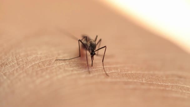 Primer Plano Mosquito Chupando Sangre Una Persona Parásito Insecto Portador — Vídeos de Stock