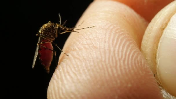 近蚊虫吸血于感染疟原虫的人身上 — 图库视频影像