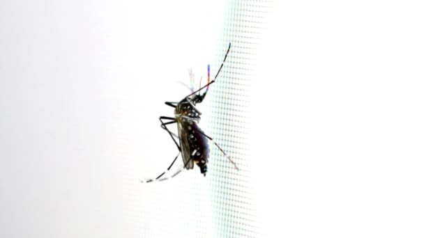 Komar Aedes Aegypti Zamknąć Chorobę Moskitiery Dengue Mayaro Lub Wirusa — Wideo stockowe