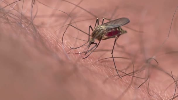Primer Plano Mosquito Chupando Sangre Una Persona Parásito Insecto Portador — Vídeos de Stock