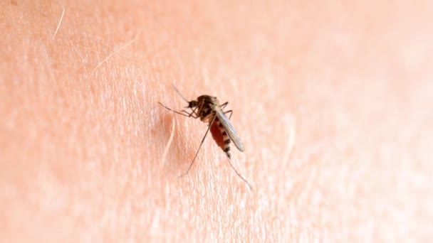Zbliżenie Makro Komar Ssanie Krwi Aedes Aegypti Moskitiera Ugryzienie Karmienie — Wideo stockowe