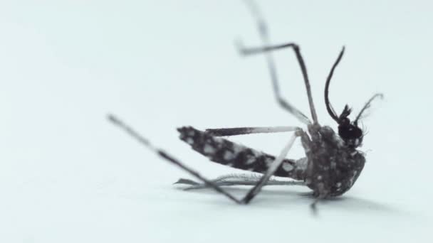 Mosquito Muerto Muriendo Fondo Blanco Enfermedad Lleva Dengue Malaria Fiebre — Vídeos de Stock