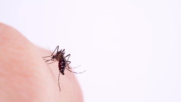 Комары Несущие Лихорадку Денге Вирус Зика Малярия Сосут Кровь Кожу — стоковое видео