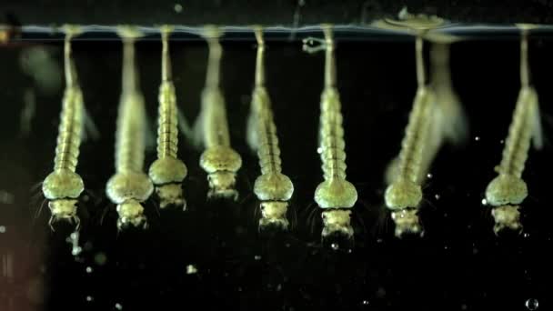 Larva Mosquitos Agua Nueva Eclosión Enfermedad Nacida Del Bebé Larvas — Vídeo de stock