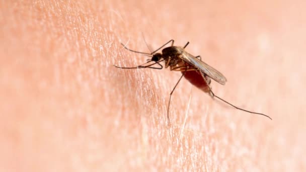 Primer Plano Macro Mosquito Chupando Sangre Aedes Aegypti Mosquito Picadura — Vídeos de Stock