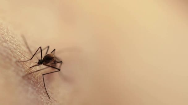 クローズアップマクロ蚊吸引血液エーデズエジプト蚊刺されとしわの肌に血液を供給 — ストック動画