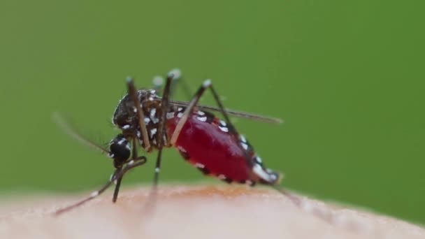 Mosquito Carries Dengue Fever Zika Malaria Virus Sucking Blood Person — Stock Video