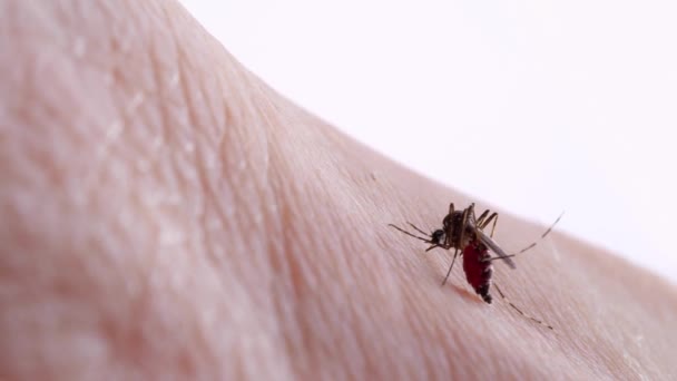 Mosquito Que Carrega Dengue Zika Malária Vírus Está Sugando Sangue — Vídeo de Stock