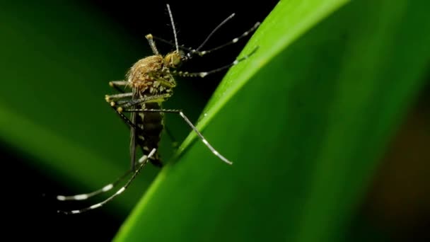 エデス エジプト モスキート 蚊のマラリアの病気を閉じるデングマヤロまたはジカウイルス 筑豊屋 — ストック動画