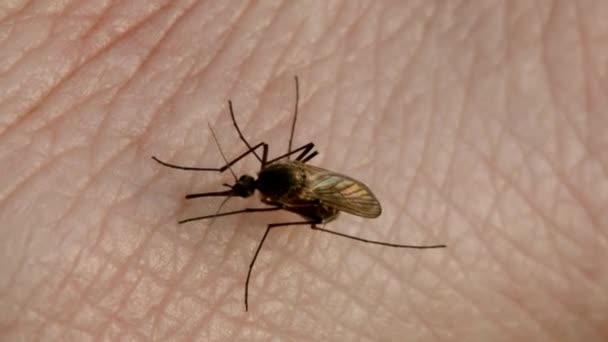 特写宏观蚊子吸血埃及伊蚊蚊子叮咬和在皱纹的皮肤上喂血 — 图库视频影像