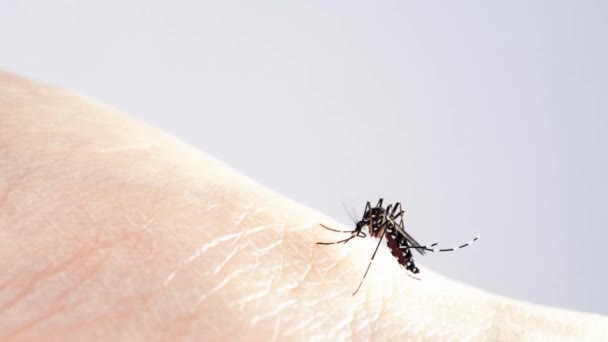 Mosquito Que Transporta Fiebre Del Dengue Zika Virus Malaria Está — Vídeos de Stock