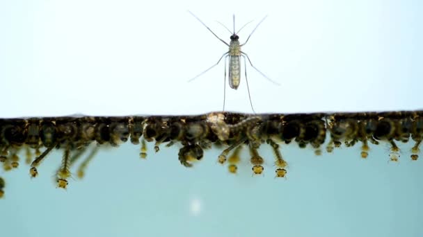 Mosquito Larvae Water Growing Mosquitoes Microscope Macro View Concept Dengue — Stock Video