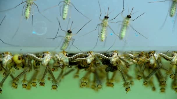 Muggenlarve Veel Muggen Culex Larven Onder Water Insect Kweekgebied Voor — Stockvideo