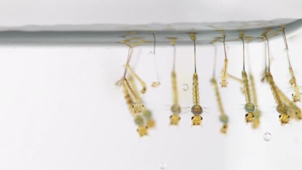 Mückenlarve Viele Moskitos Culex Larven Unter Wasserinsekten Brutgebiet Für Krankheitsüberträger — Stockvideo