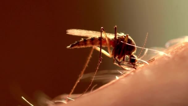 クローズアップマクロ蚊吸引血液エーデズエジプト蚊刺されとしわの肌に血液を供給 — ストック動画