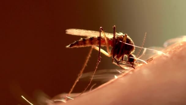 Primer Plano Macro Mosquito Chupando Sangre Aedes Aegypti Mosquito Picadura — Vídeos de Stock