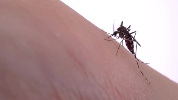 Κουνούπια Τρώνε Αίμα Στο Ανθρώπινο Δέρμα Δάγκωμα Κουνουπιών Στο Πρόσωπο — Αρχείο Βίντεο