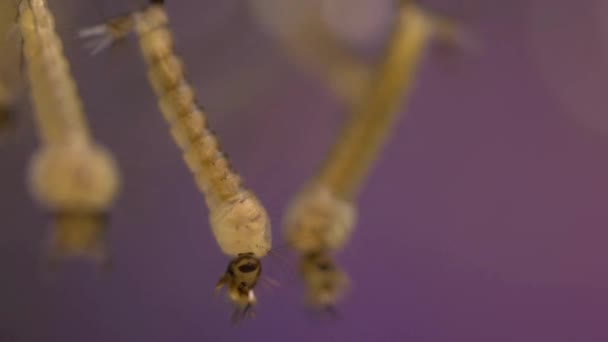 蚊に成長する水の中の蚊幼虫顕微鏡マクロビューの概念デング熱とマラリアの病気 — ストック動画