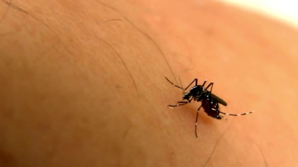 Κουνούπια Τρώνε Αίμα Στο Ανθρώπινο Δέρμα Δάγκωμα Κουνουπιών Στο Πρόσωπο — Αρχείο Βίντεο