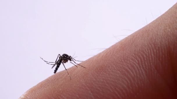 Myggor Äter Blod Mänsklig Hud Mygga Bit Person Hand Makro — Stockvideo