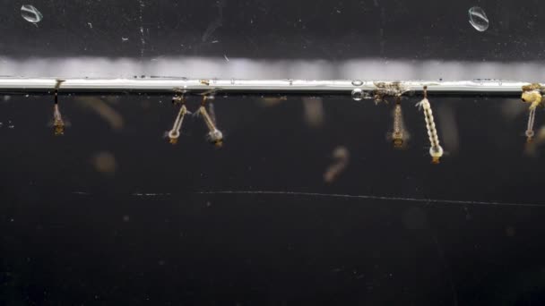 Larva Zanzare Molte Larve Culex Zanzare Sotto Insetti Acquatici Zona — Video Stock