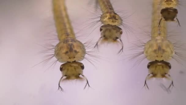 蚊子幼虫在水中长成蚊子显微镜宏观观察登革热和疟疾的概念 — 图库视频影像