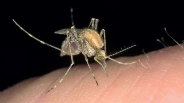 Mosquitos Están Comiendo Sangre Piel Humana Mosquito Bite Persona Mano — Vídeo de stock