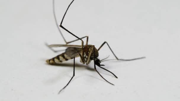 Död Mygga Dör Vit Bakgrund Sjukdom Bär Denguefeber Insekt Bett — Stockvideo