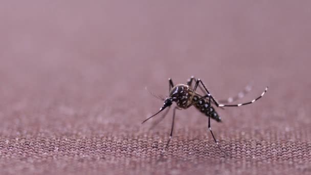 Aedes Aegypti Mosquito Mückenmalariaerkrankung Dengue Mayaro Oder Zika Virus Chikungunya — Stockvideo