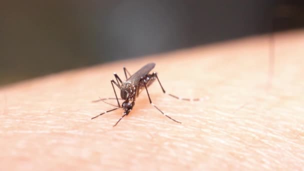 Macro Mosquito Stings Skin Sucking Blood Aedes Aegypti Disease Health — стоковое видео