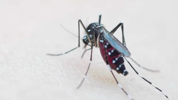 Macro Van Muggensteken Huid Zuigen Bloed Aedes Aegypti Ziekte Gezondheid — Stockvideo