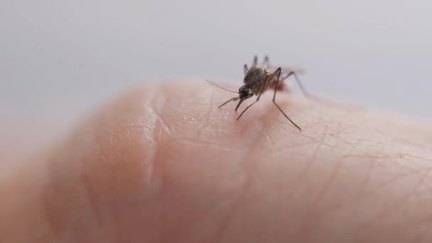 Makro Mygga Stick Huden Suger Blod Aedes Aegypti Sjukdom Hälsa — Stockvideo