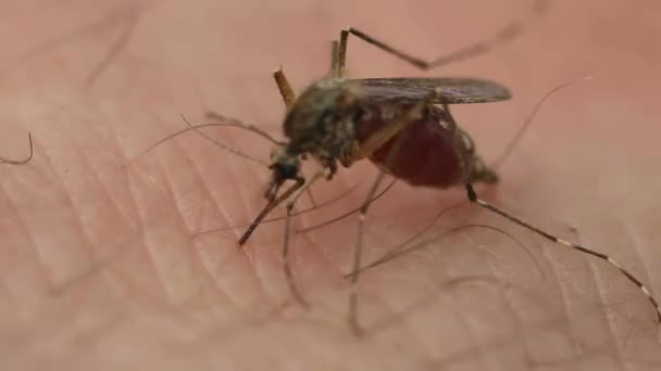 人类皮肤上的蚊子巨集 蚊子咬喝胳膊上的血吸血 — 图库视频影像