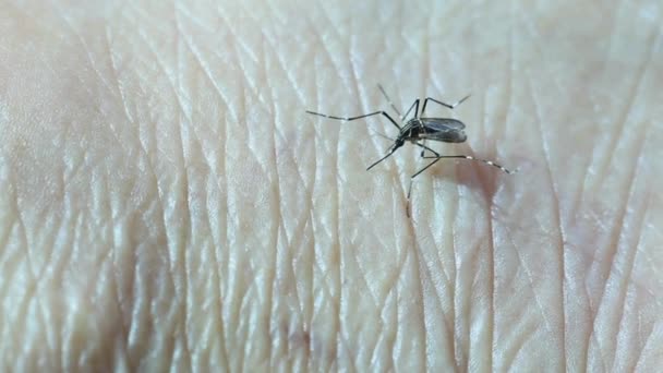 Macro Van Muggensteken Huid Zuigen Bloed Aedes Aegypti Ziekte Gezondheid — Stockvideo