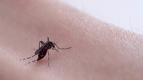 Macro Picadas Mosquito Pele Sugando Sangue Aedes Aegypti Conceito Epidemia — Vídeo de Stock