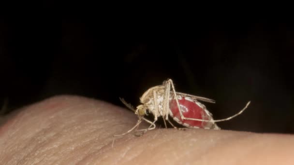 Makro Von Moskitos Auf Der Menschlichen Haut Mückenstich Trinkt Blut — Stockvideo