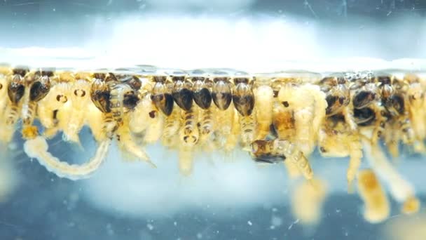 Larva Mosquitos Agua Nueva Eclosión Enfermedad Nacida Del Bebé Larvas — Vídeos de Stock
