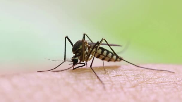 人类皮肤上的蚊子巨集 蚊子咬喝胳膊上的血吸血 — 图库视频影像