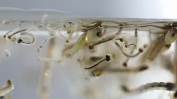 蚊子幼虫在水中长成蚊子显微镜宏观观察登革热和疟疾的概念 — 图库视频影像