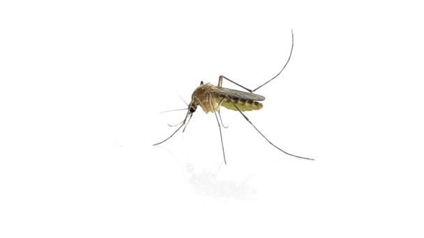 Makro Komára Izolovaném Bílém Pozadí Prevence Šíření Viru Přenašečem Hmyzu — Stock video