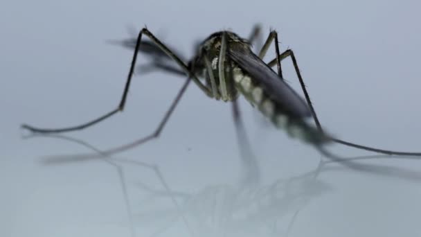 Macro Mosquito Sobre Fondo Aislado Prevención Virus Portador Insecto Propagación — Vídeo de stock