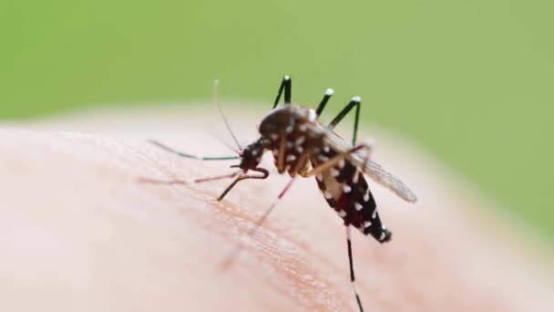 Κουνούπι Που Μεταφέρει Τον Του Δάγκειου Πυρετού Ρουφάει Αίμα Στο — Αρχείο Βίντεο