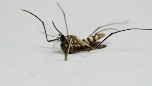 Νεκρό Κουνούπι Πεθαίνει Λευκό Φόντο Ασθένεια Μεταφέρει Δάγκωμα Εντόμου Ελονοσίας — Αρχείο Βίντεο
