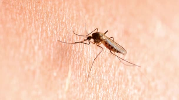 Nsan Derisinde Sivrisinek Makrosu Sivrisinek Isırığı Kan Emen Kollara Kan — Stok video