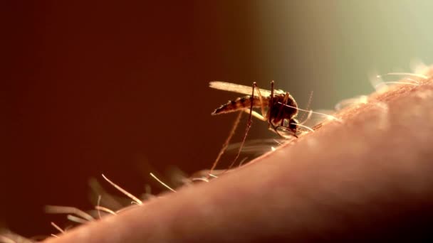 ヒトの皮膚上の蚊のマクロ 蚊が手に血を飲み血を吸う — ストック動画