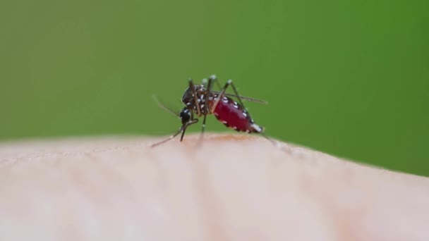 Mosquito Bebe Sangre Hombre Macro Disparo Dengue Malaria Salud Prevención — Vídeos de Stock