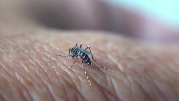 Mosquito Que Transporta Virus Fiebre Del Dengue Está Chupando Sangre — Vídeo de stock