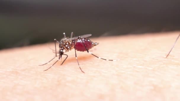 Mosquito Que Transporta Virus Fiebre Del Dengue Está Chupando Sangre — Vídeos de Stock
